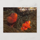 Search for nemo postcards Clownfish