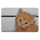 Search for tabby cat magnets Sweet