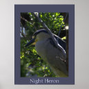 Search for night heron Herons