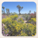 Search for joshua coasters Cactus