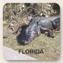 Search for alligator coasters Nature photography
