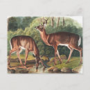 Search for cervus Mammal