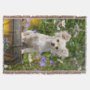 Search for chihuahua blankets Pet