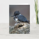 Search for kingfisher cards Wildlife