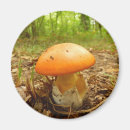 Search for caesarea Fungus