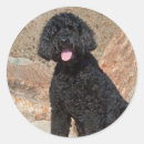 Search for labradoodle stickers Black