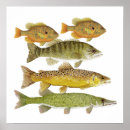 Search for freshwater fish posters Trout