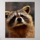 Search for racoon art posters Wildlife