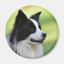 Search for white dog magnets Portrait