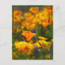 Search for hidden postcards Flowers