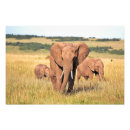 Search for elephant photos posters Safari