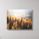 Search for larch Autumn