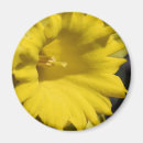 Search for daffodil photography Nature