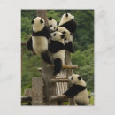 Search for giant sympathy cards Fauna