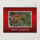 Search for cute squirrel pictures postcards Animal