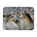 Search for ducklings magnets Mallard