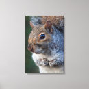 Search for squirrell canvas prints Grey
