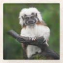 Search for primates coasters Cute
