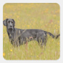 Search for black labrador stickers Animal
