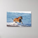 Search for bengal canvas prints Horizontal