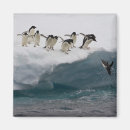 Search for adelie magnets Full length