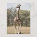 Search for blue giraffe postcards Africa