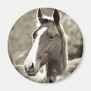 Search for horse stable magnets Farm