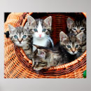Search for kittens in basket posters Pet