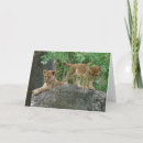 Search for lion pride cards Nature