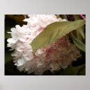 Search for hydrangea flowers photography Hydrangeas