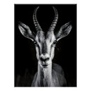 Search for gazelle posters Wildlife