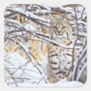 Search for lynx stickers Bobcat