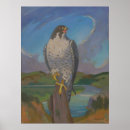 Search for peregrine falcon posters Bird of prey