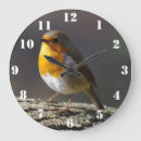 Search for robin clocks Wildlife