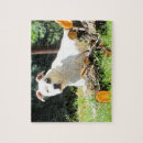 Search for american bulldog Animals