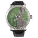 Search for hare watches Wildlife