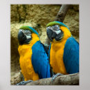 Search for beak Tropical