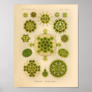 Search for algae posters Ocean