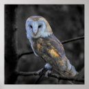 Search for owl photography Animal