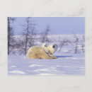 Search for arctic tundra postcards Wildlife