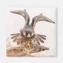 Search for falcon magnets Bird