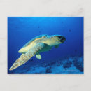 Search for great barrier reef postcards Underwater