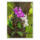 Search for phalaenopsis Tropical