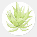 Search for aloe stickers Vera