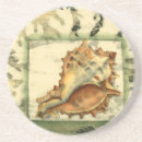 Search for shell coasters Conch seashell