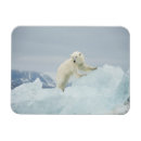 Search for carnivore cards Animal