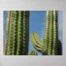 Search for barrel cactus posters Cacti