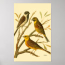Search for perched posters Bird