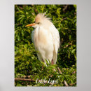 Search for cattle art Photography