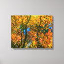 Search for japanese maple art Fall